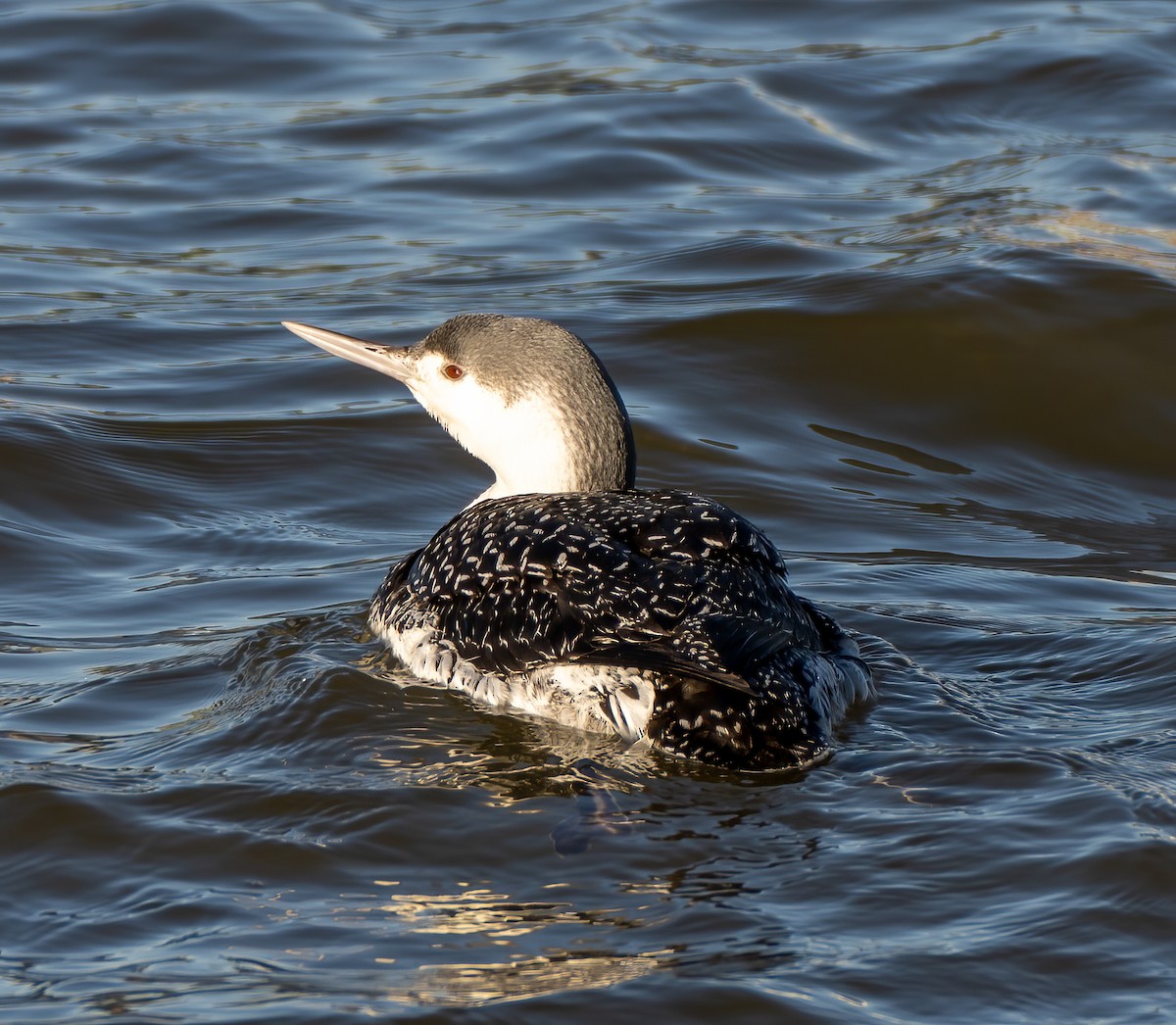 Red-throated Loon - ML417799301