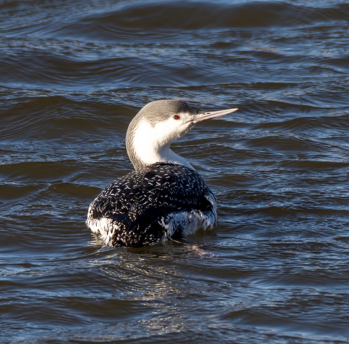 Red-throated Loon - ML417799351