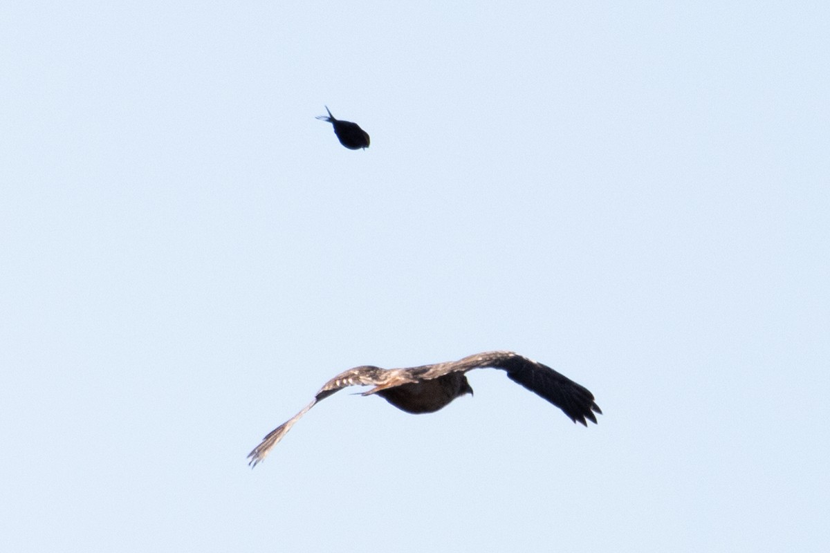 Red-tailed Hawk - ML417799571