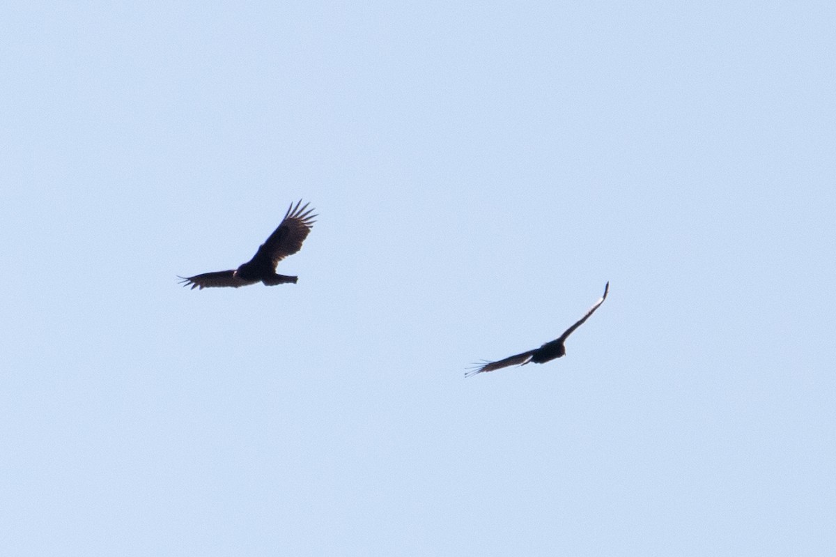 Turkey Vulture - ML417799731