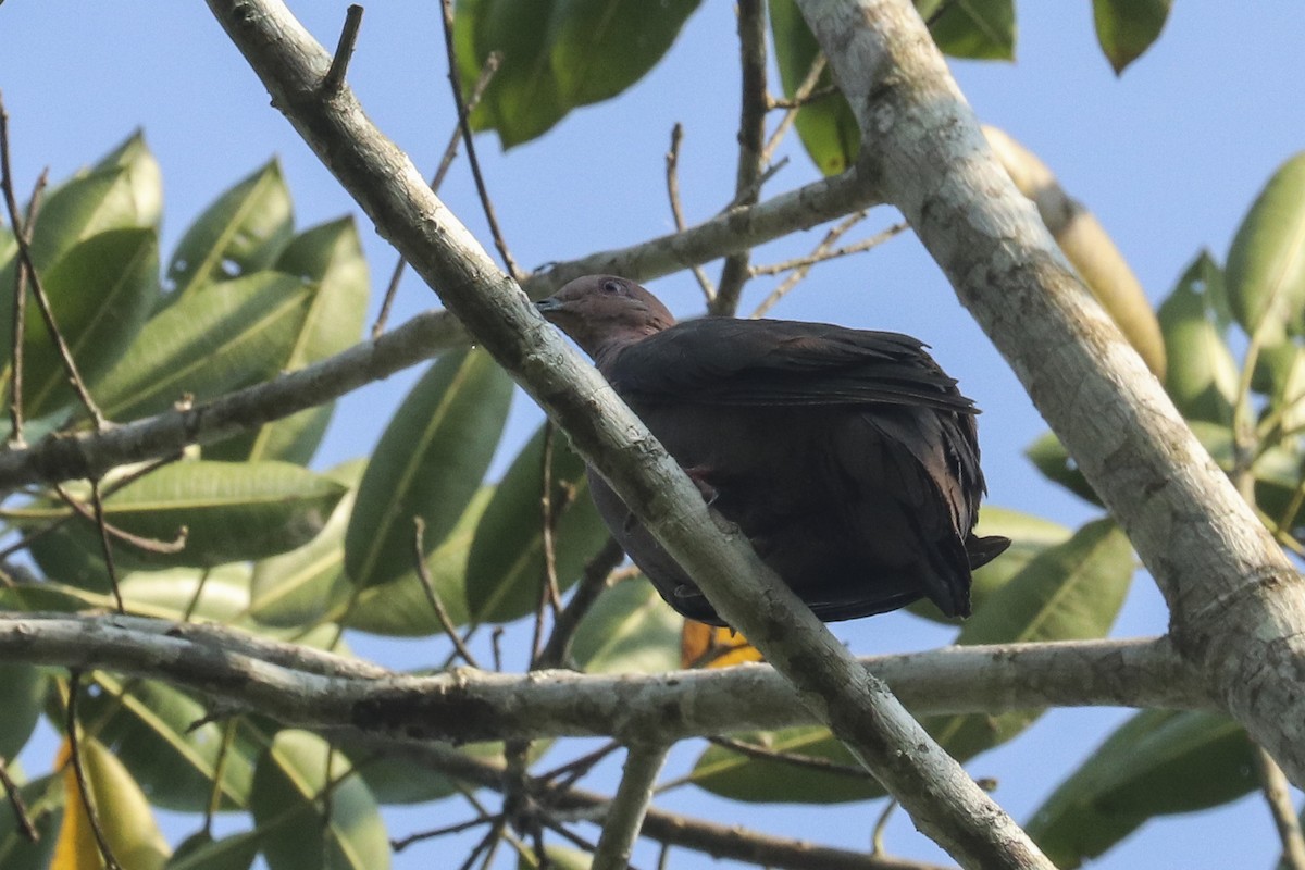 Ruddy Pigeon - ML417802571