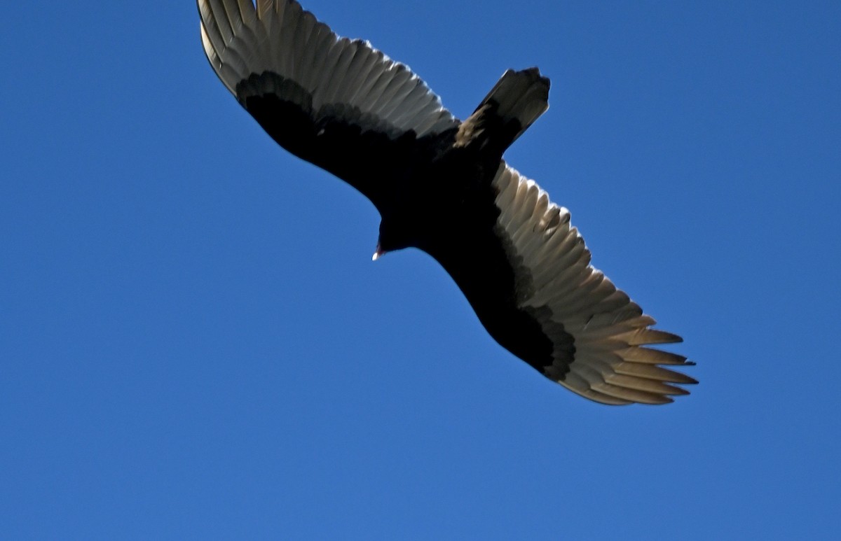 Turkey Vulture - Jim Gladson