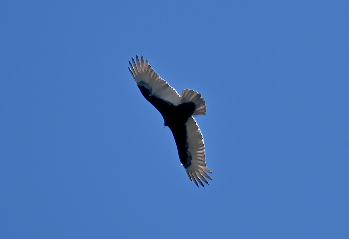 Turkey Vulture - ML417802781