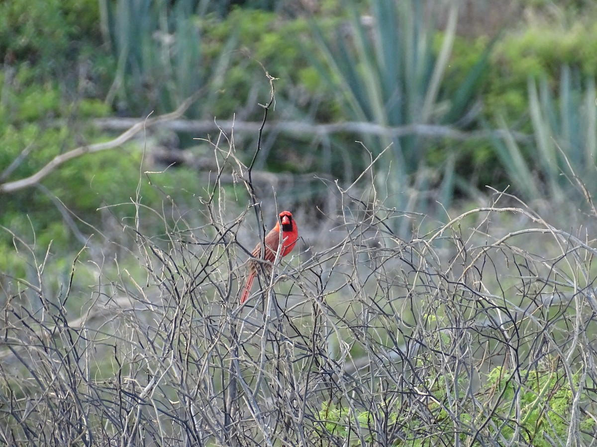 Northern Cardinal - ML417804151