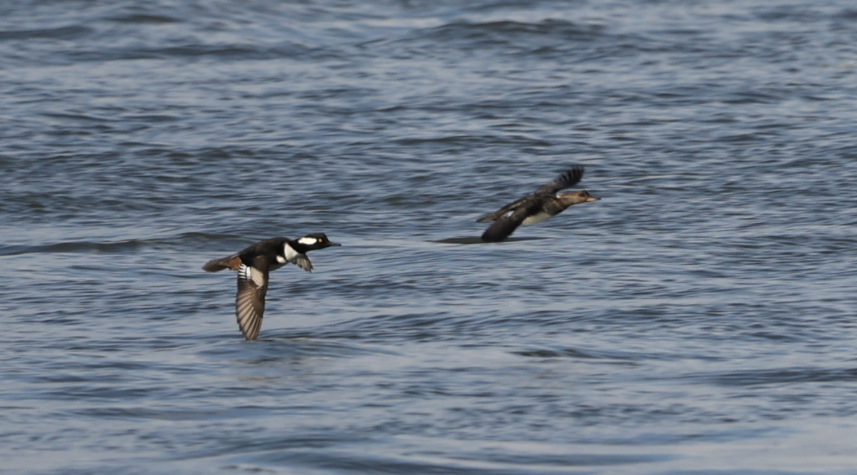 Hooded Merganser - ML417805031