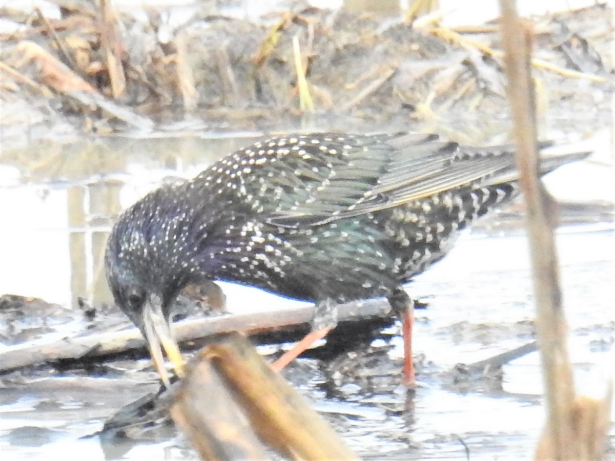 European Starling - ML417805341