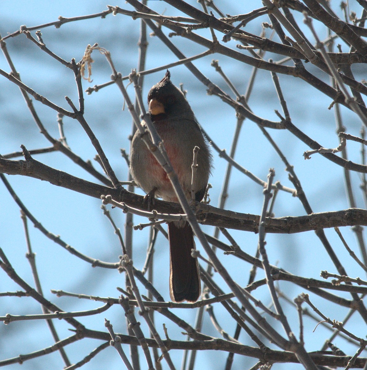 Cardinal pyrrhuloxia - ML417809421