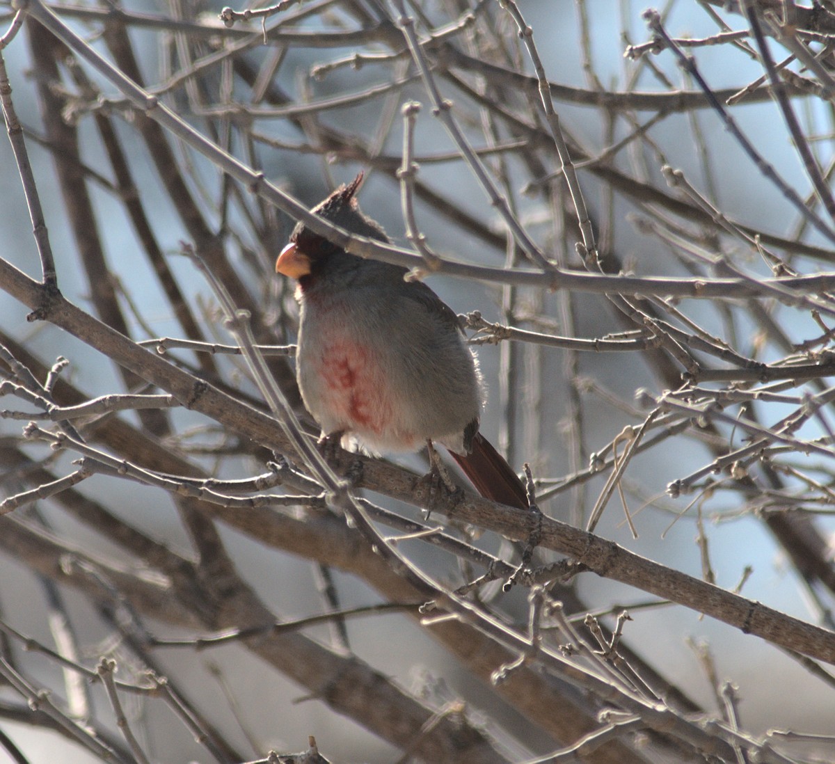 Cardinal pyrrhuloxia - ML417809461