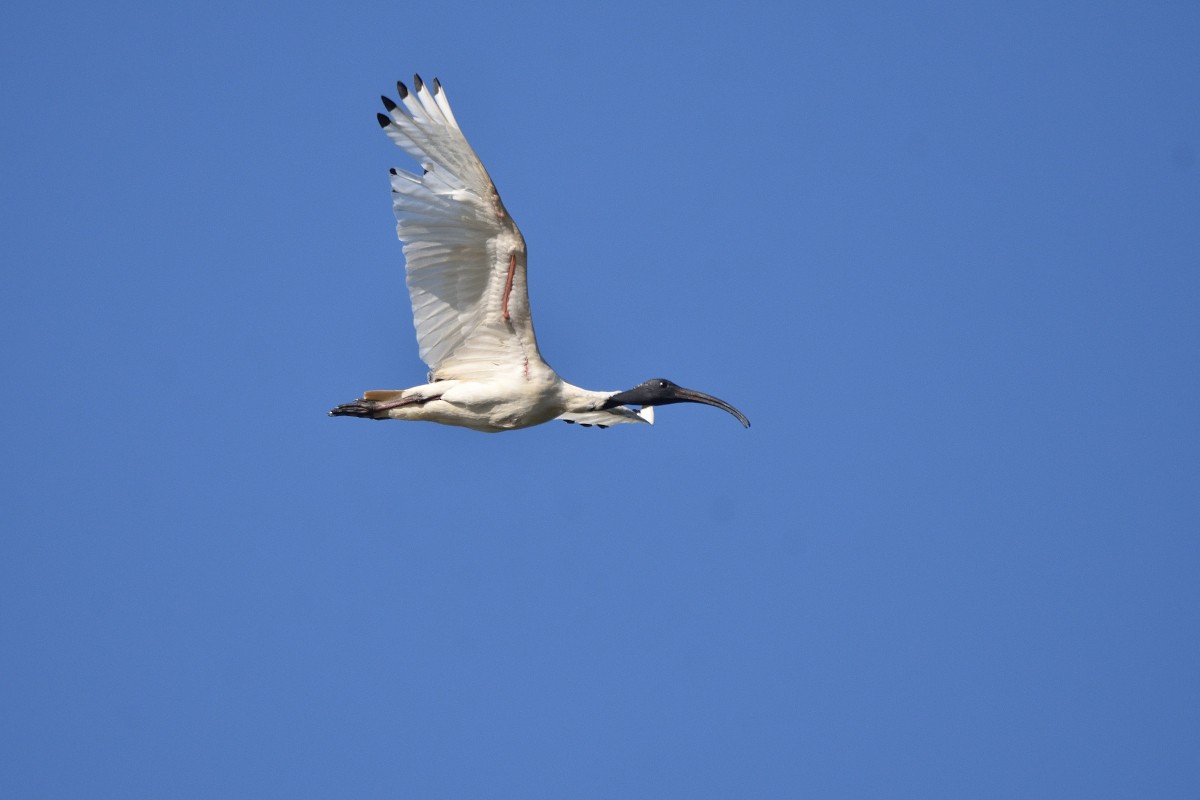 ibis australský - ML417813281