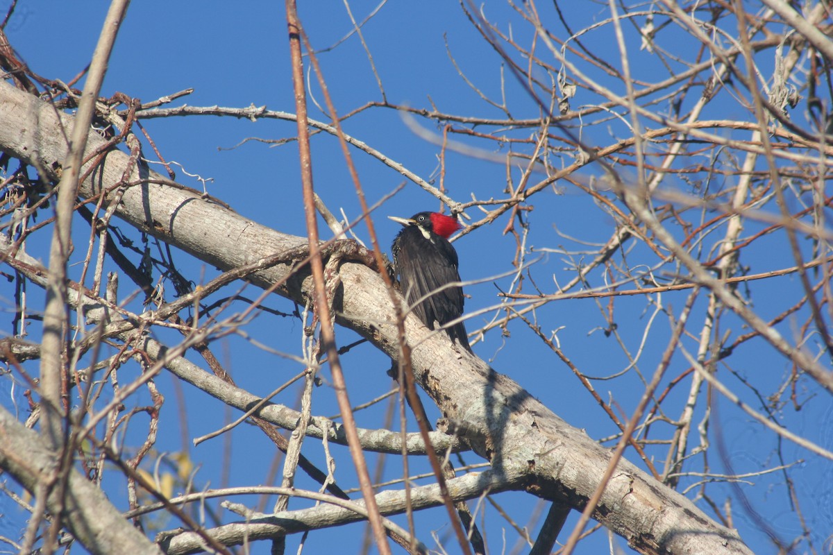 Lineated Woodpecker - ML417813511