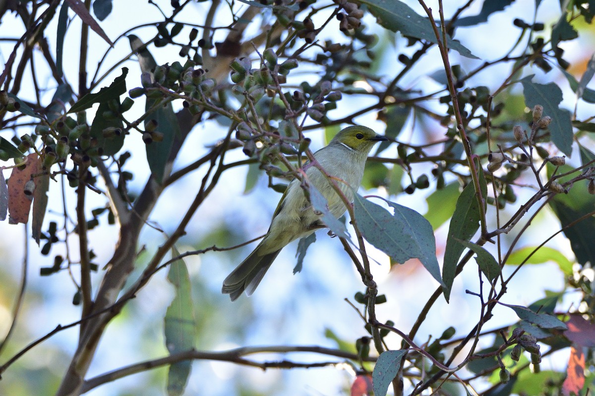 White-plumed Honeyeater - ML417813541