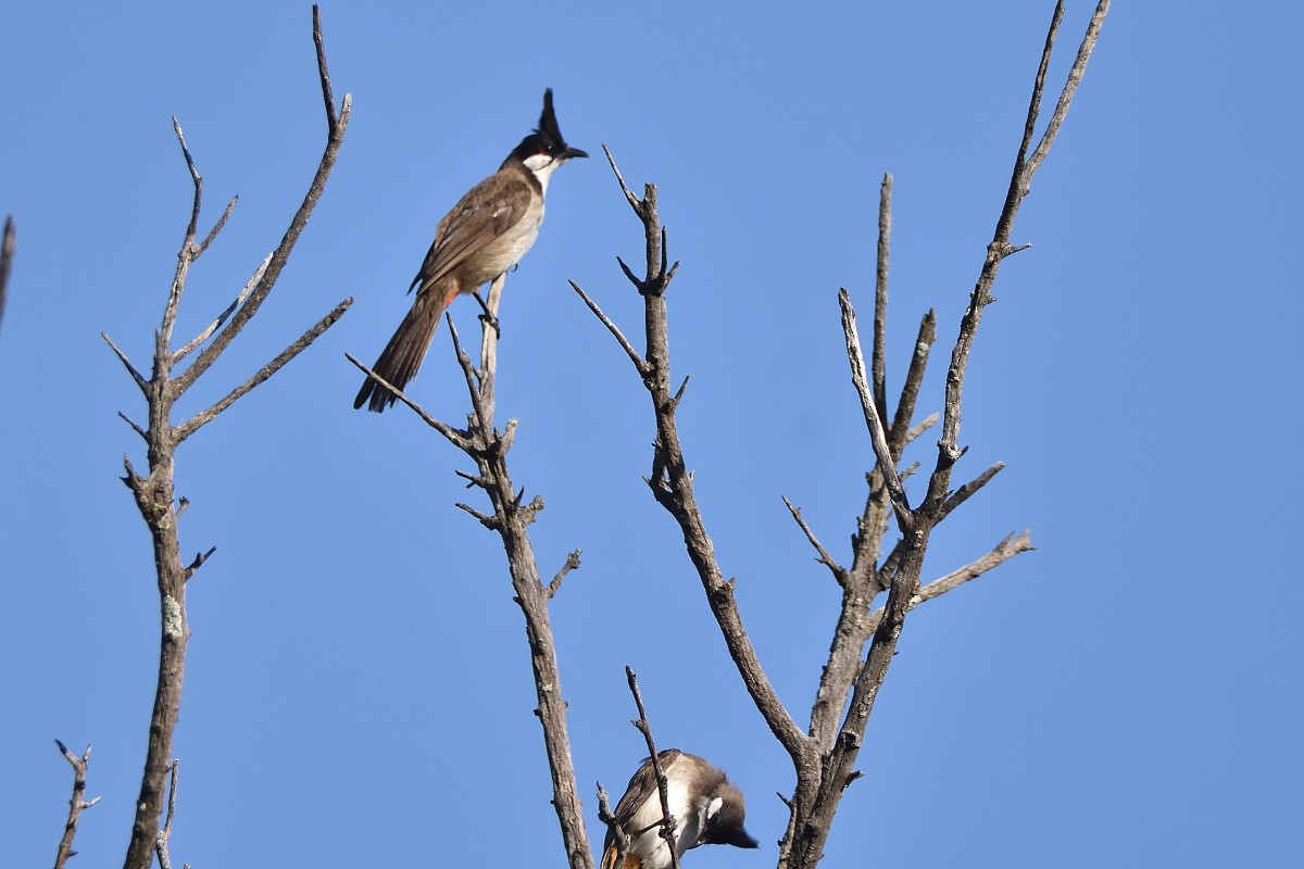 Red-whiskered Bulbul - ML417813871