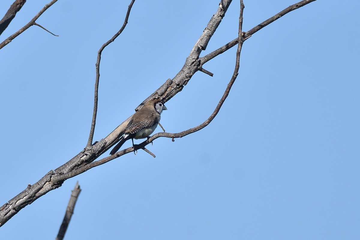 Double-barred Finch - ML417814071