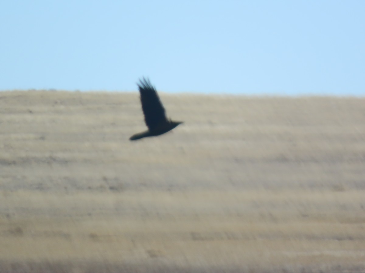 Common Raven - ML417815271