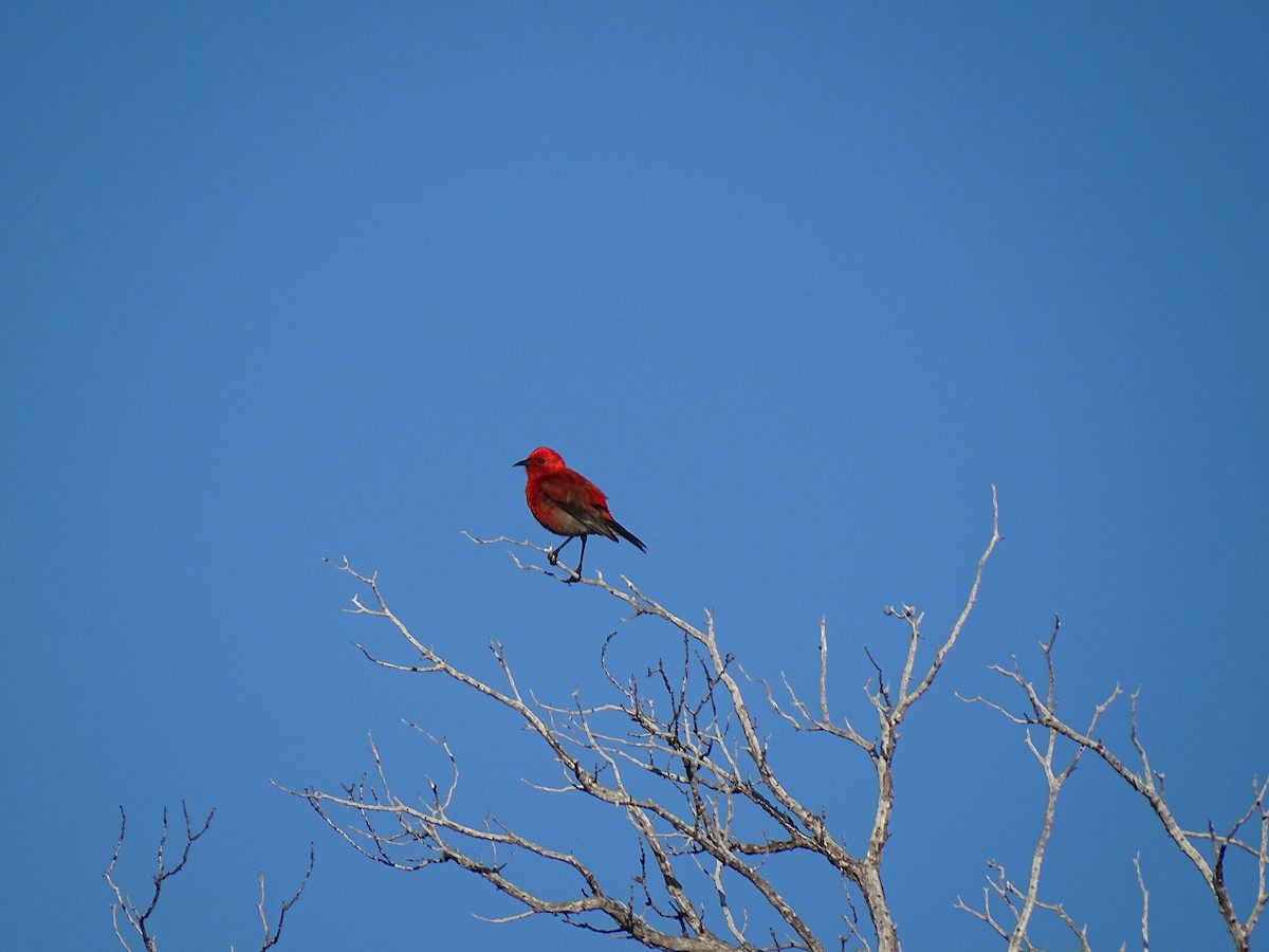 Apapanekleidervogel - ML417815561