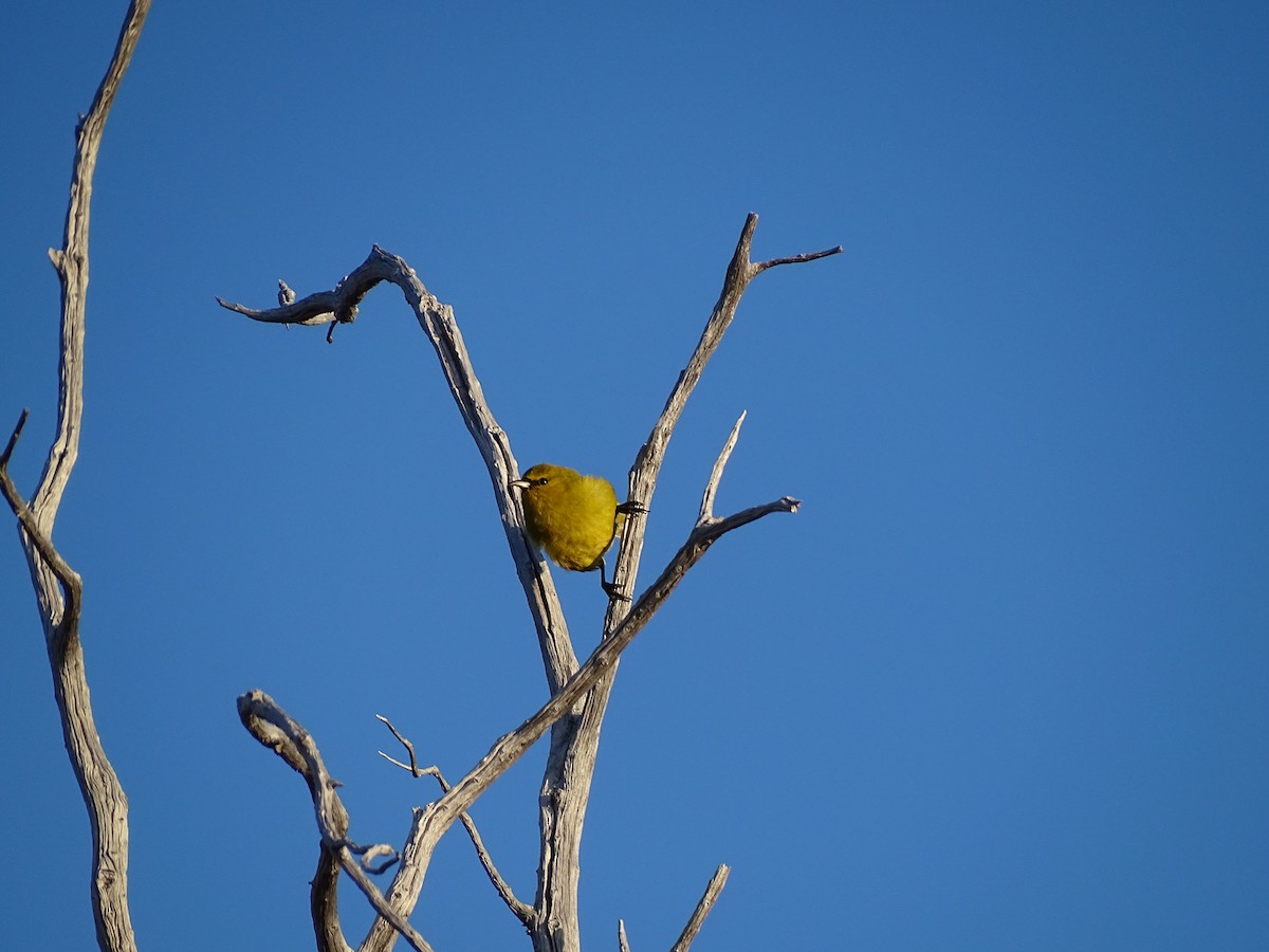 Hawaii-Amakihikleidervogel - ML417815711