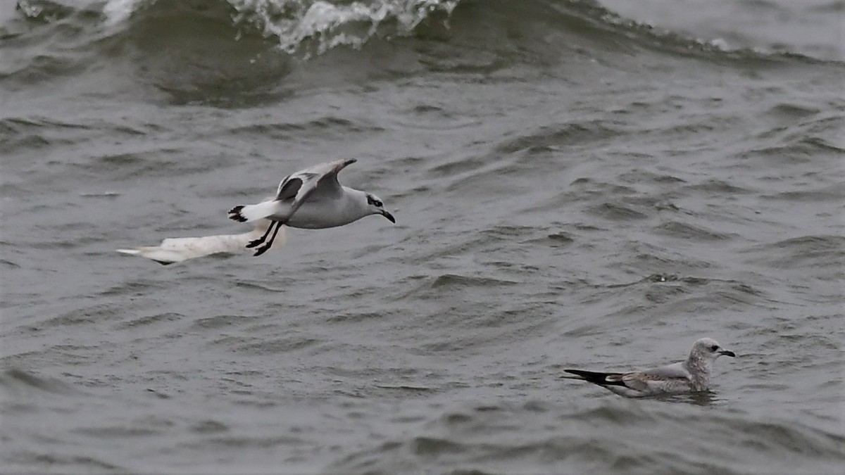 Mediterranean Gull - ML417816061