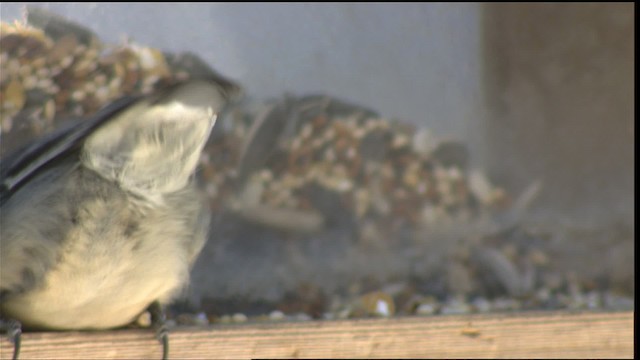 Pygmy Nuthatch - ML417820