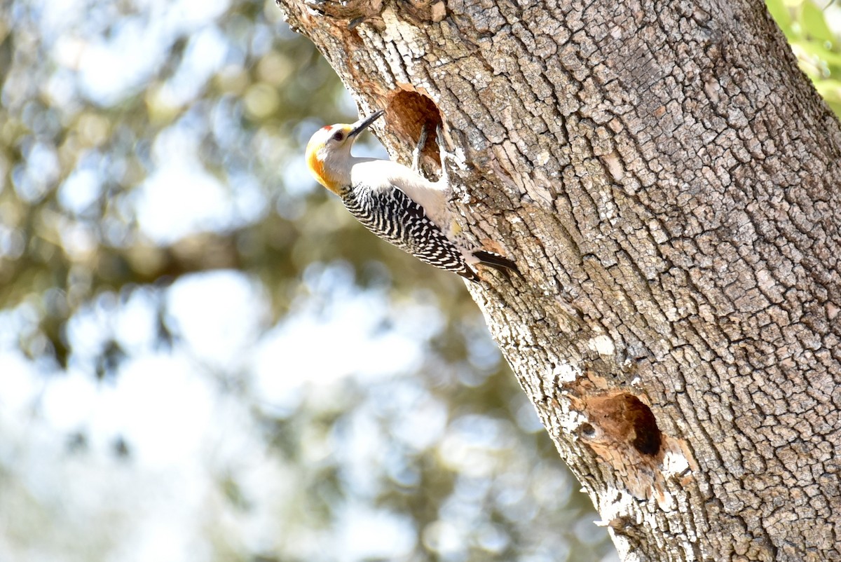 Golden-fronted Woodpecker - ML417822791