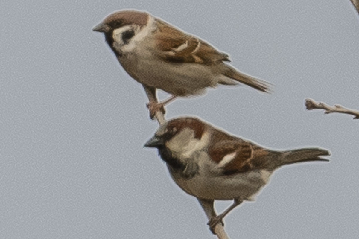 Eurasian Tree Sparrow - ML417822931