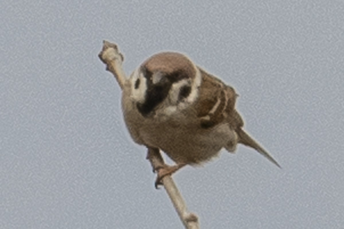 Eurasian Tree Sparrow - ML417822951