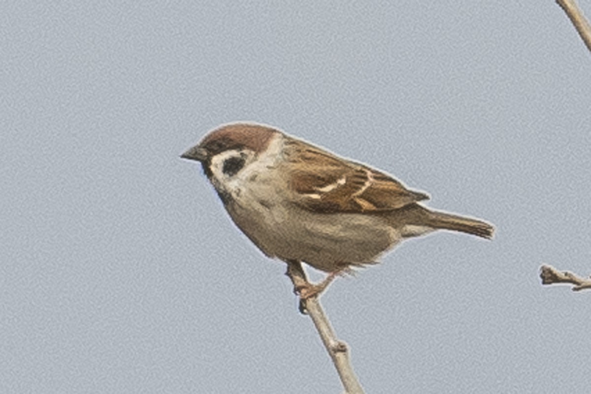 Eurasian Tree Sparrow - ML417822991