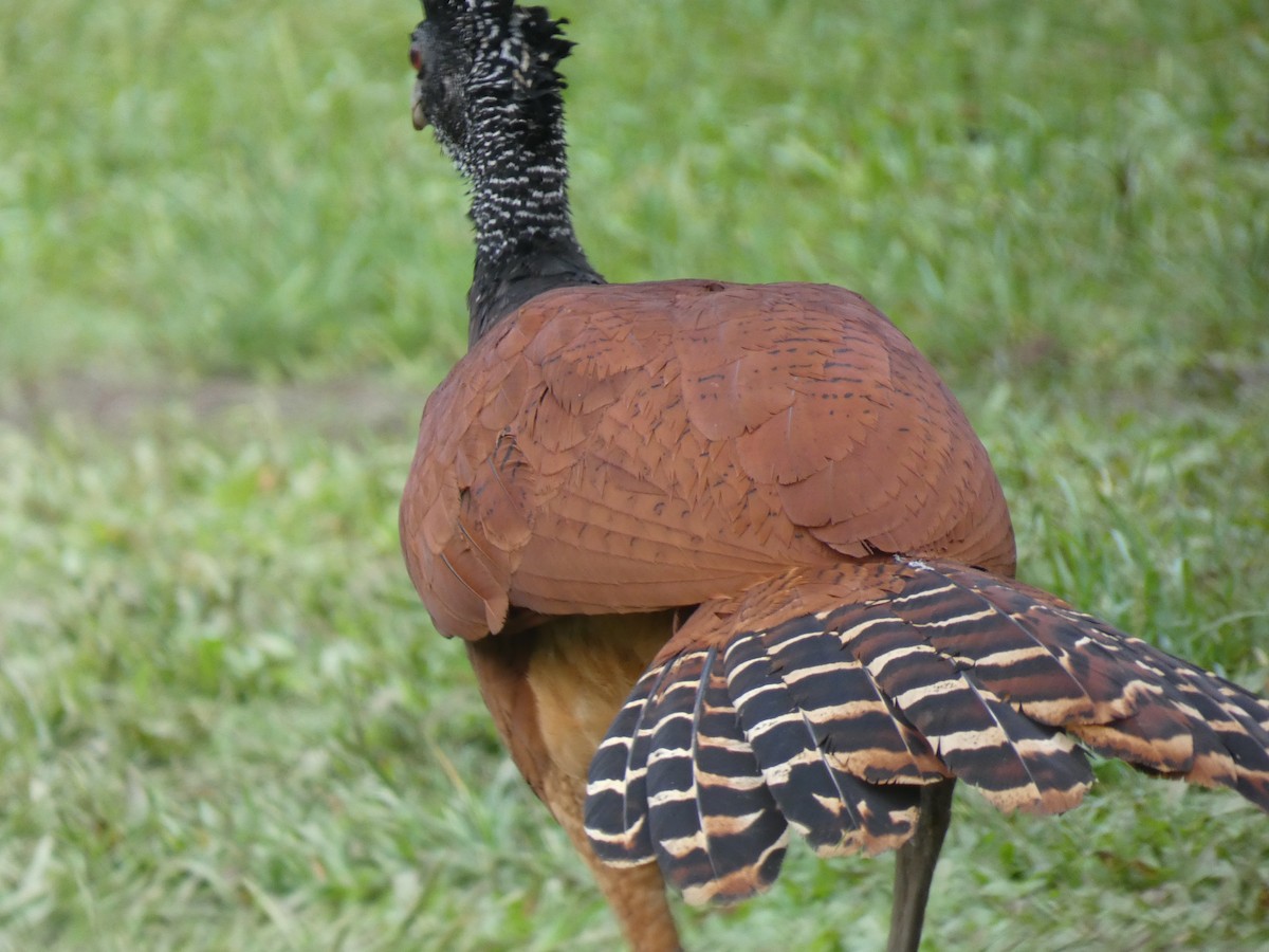 Great Curassow - ML417825161