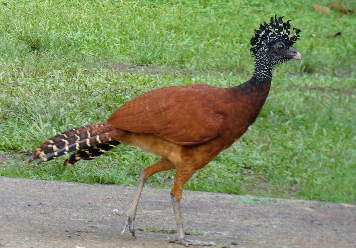 Great Curassow - ML417826251