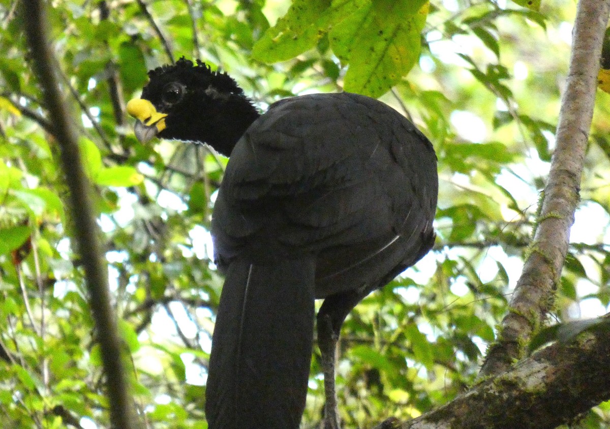 Great Curassow - ML417826531