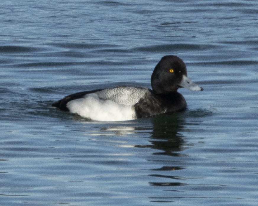 Lesser Scaup - Daniel Kelch