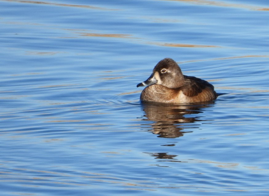 Ring-necked Duck - Dawn Smith