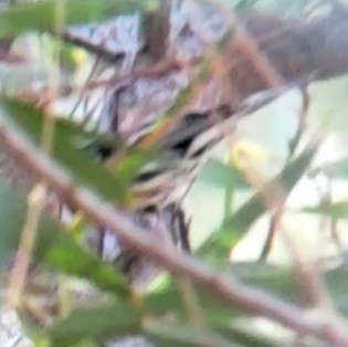 Black-and-white Warbler - ML417828321