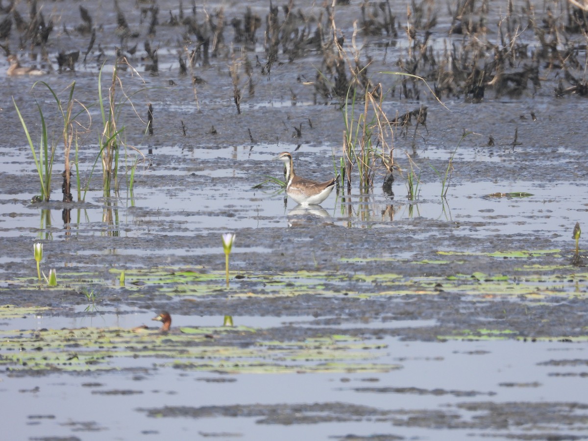 Pheasant-tailed Jacana - ML417829321