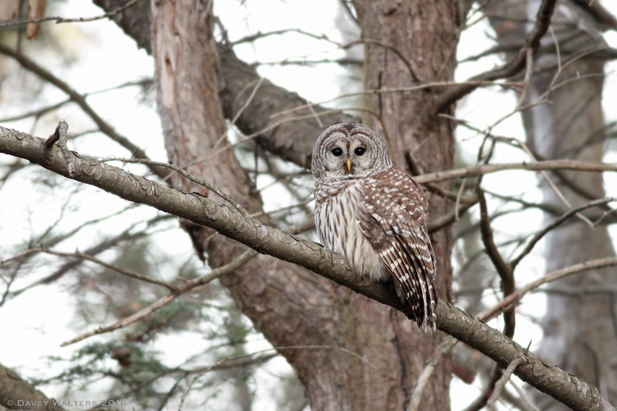 Barred Owl - ML41783031