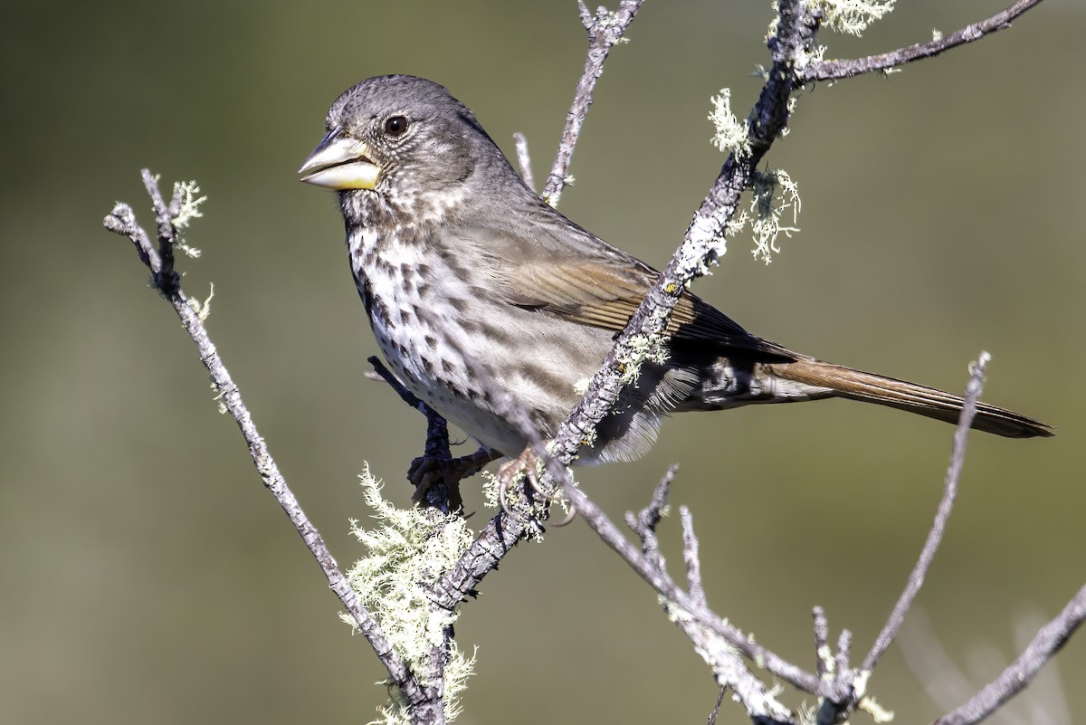 Fox Sparrow (Thick-billed) - ML417831361