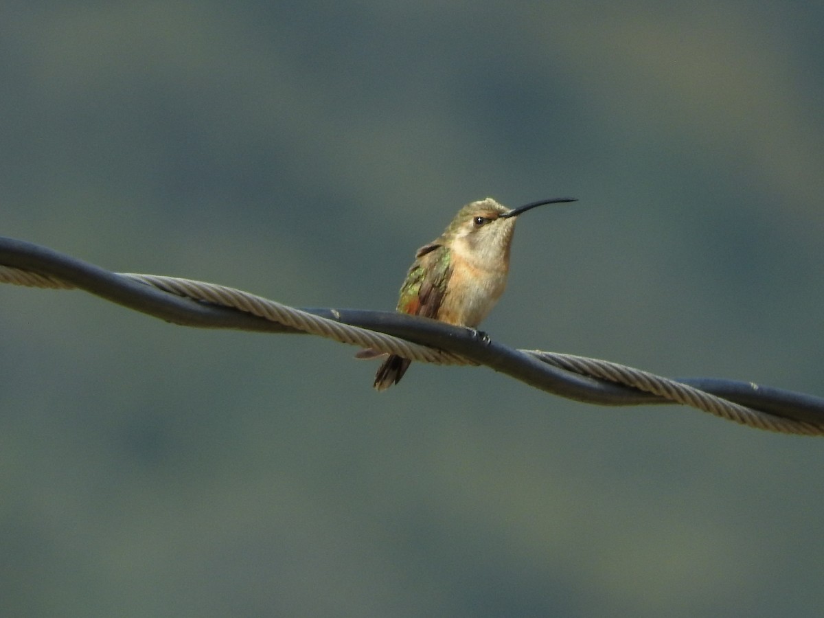 Lucifer Hummingbird - ML417831701