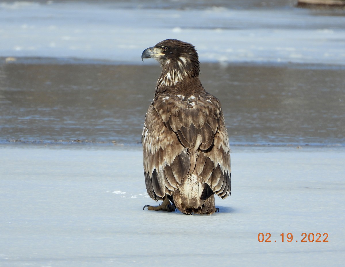 Weißkopf-Seeadler - ML417832221