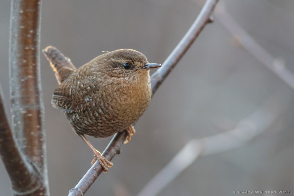 Winter Wren - Davey Walters
