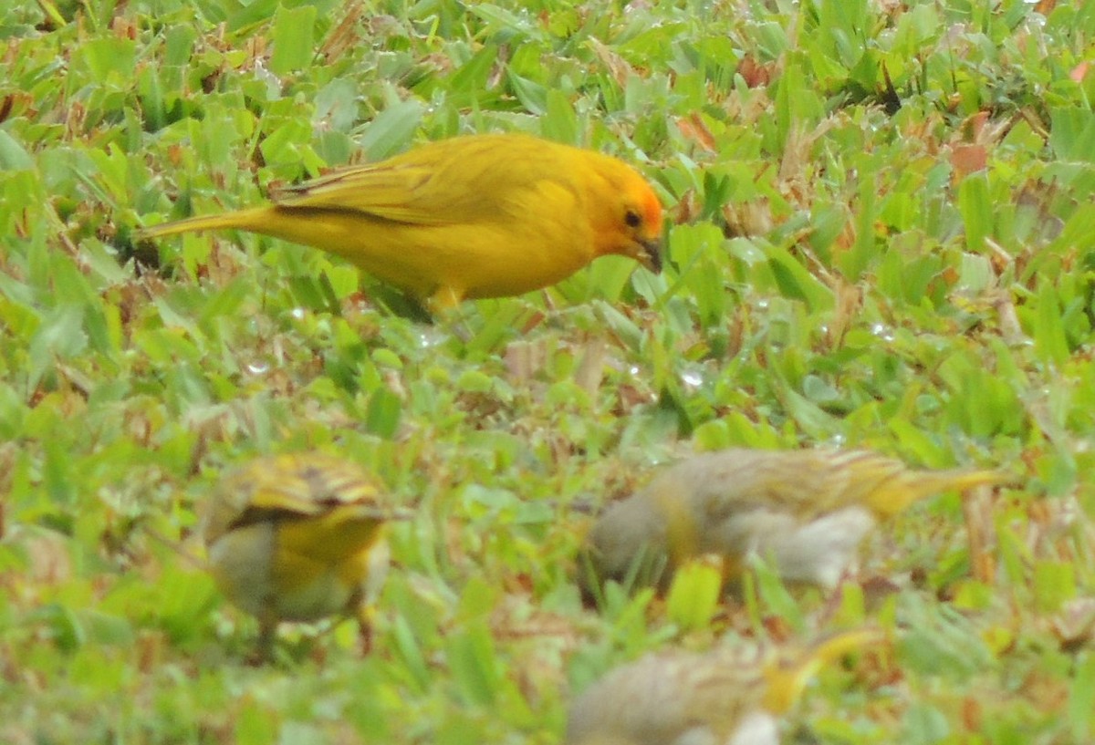 Saffron Finch - Peter Bono