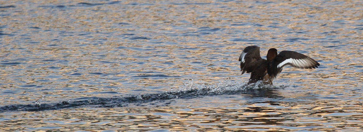 Greater Scaup - ML417834021