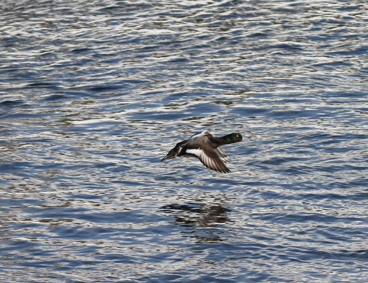 Greater Scaup - ML417834031