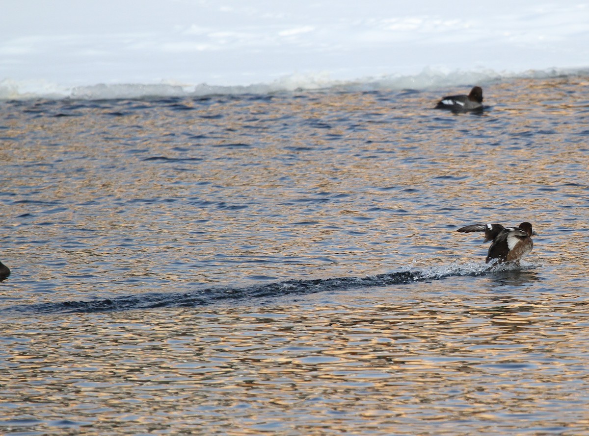 Greater Scaup - ML417834041