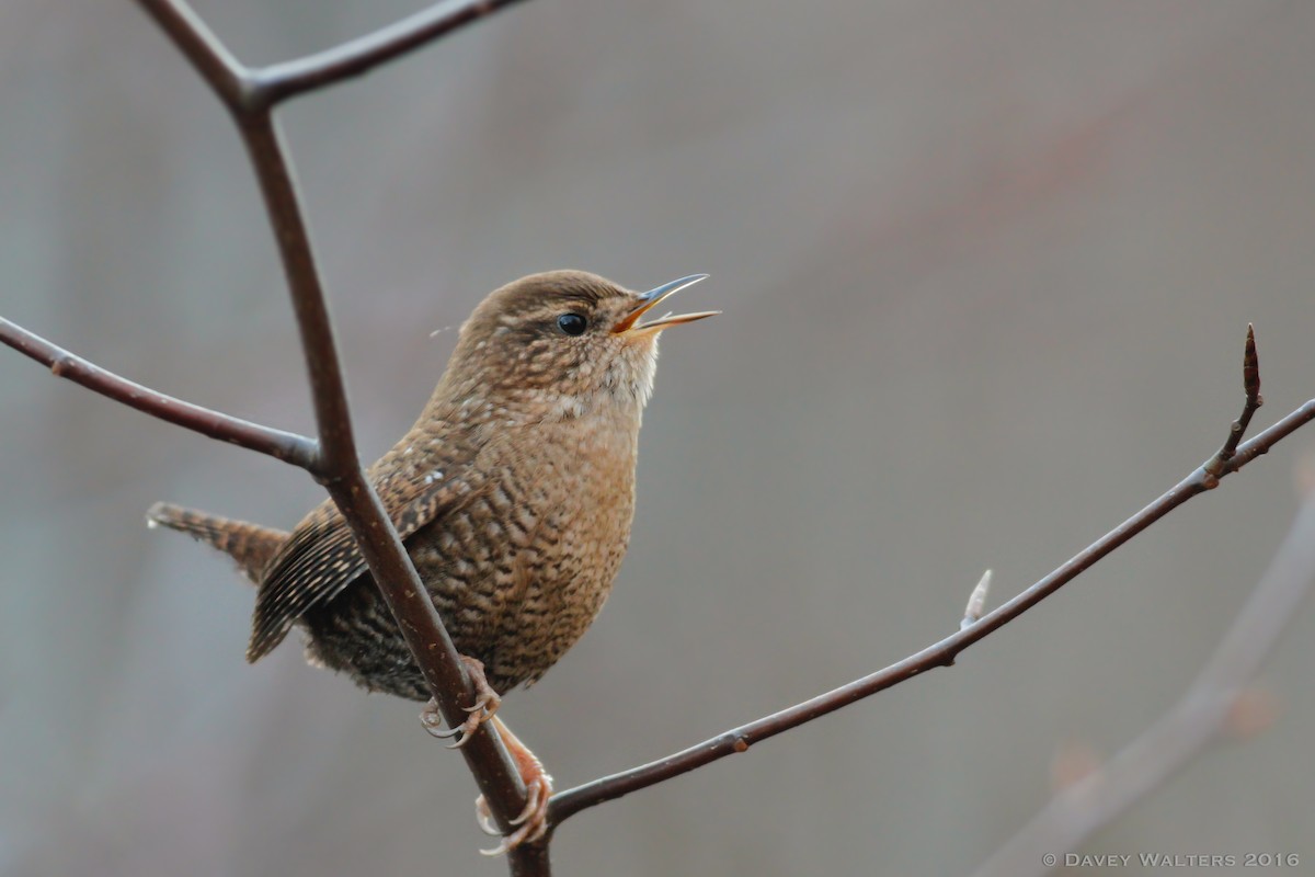 Winter Wren - ML41783411