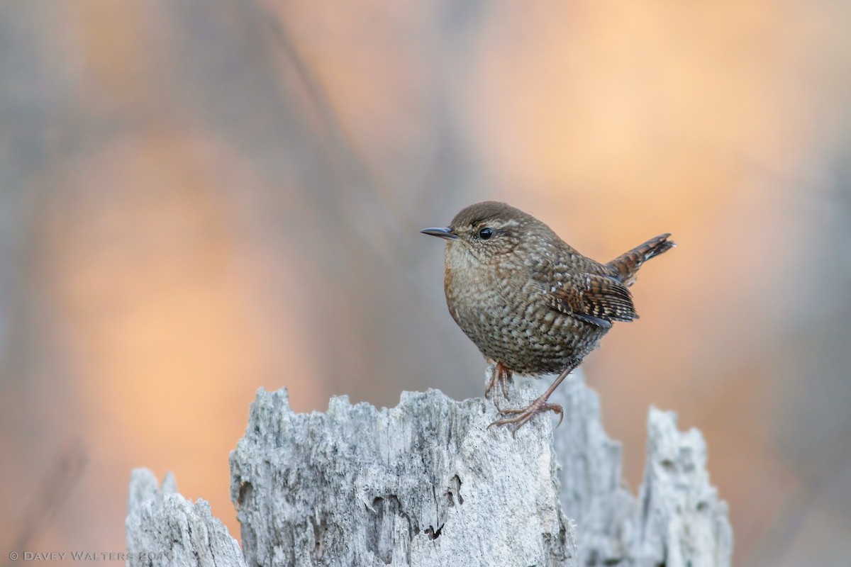 Winter Wren - Davey Walters