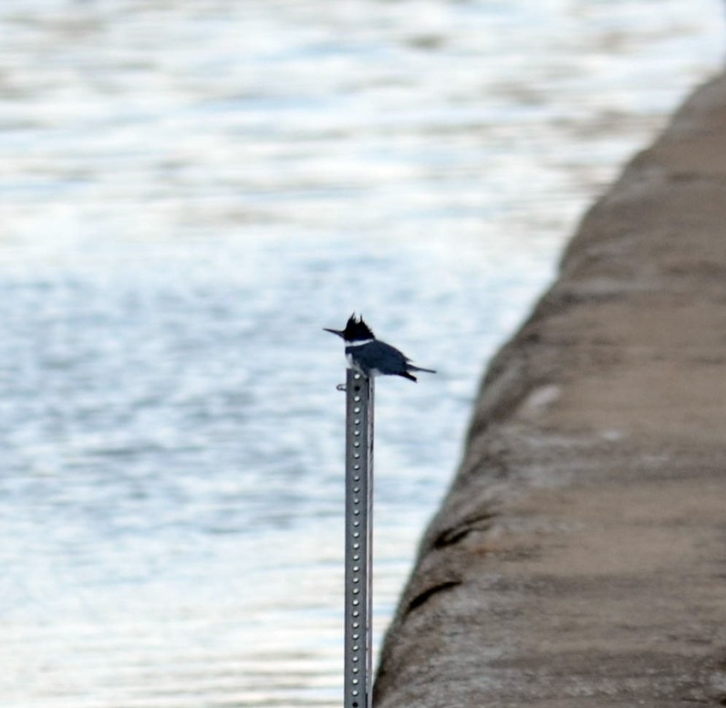 Belted Kingfisher - ML417834911