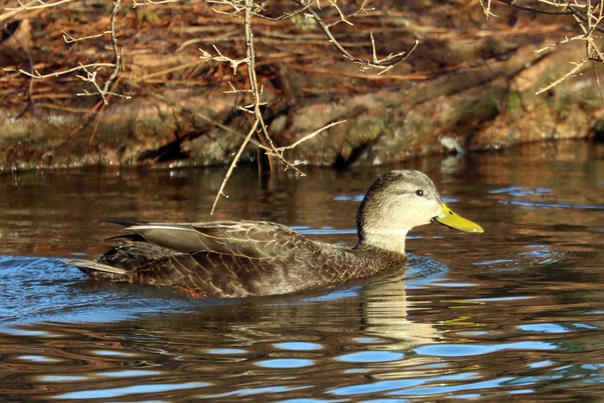 アメリカガモ - ML417835581