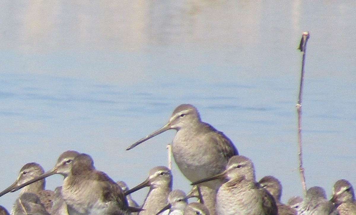 Long-billed Dowitcher - ML417835651