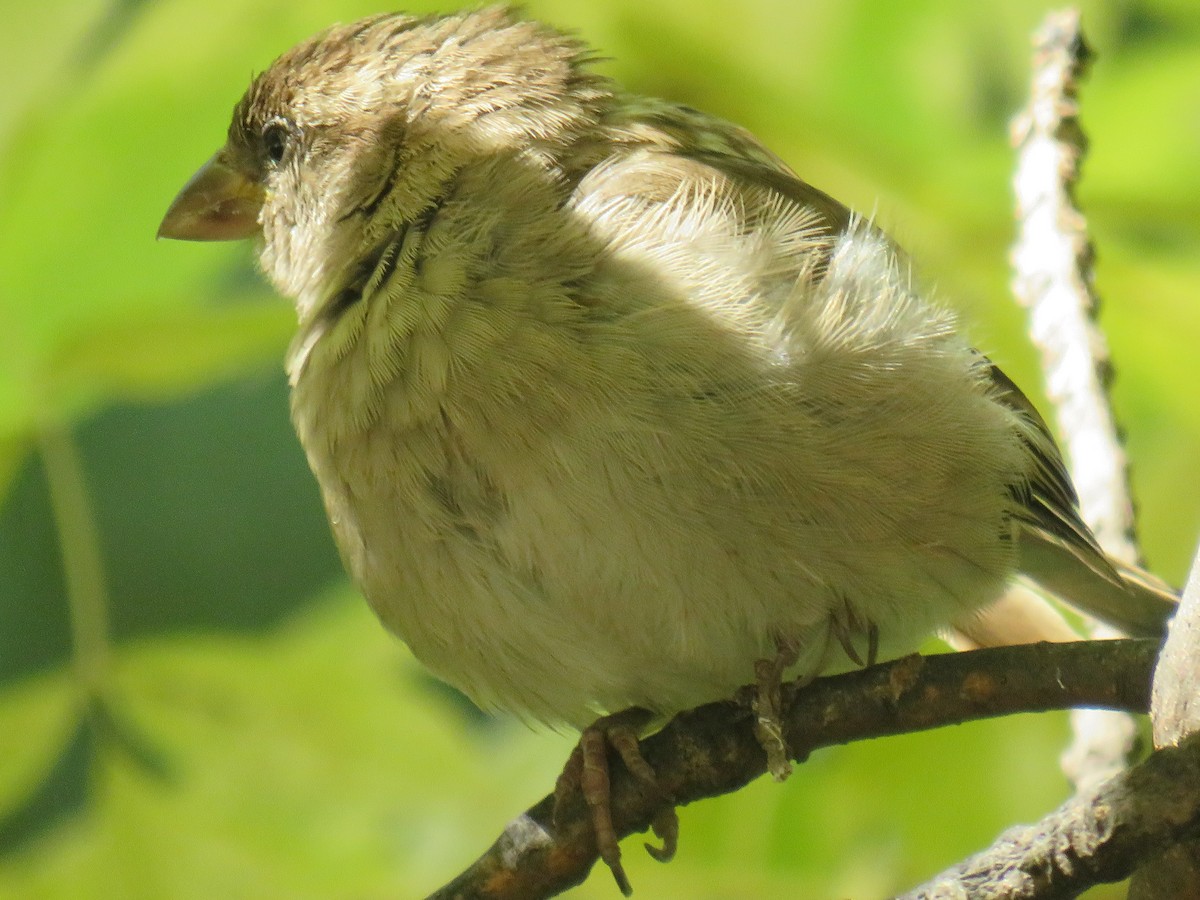 House Sparrow - ML417835721