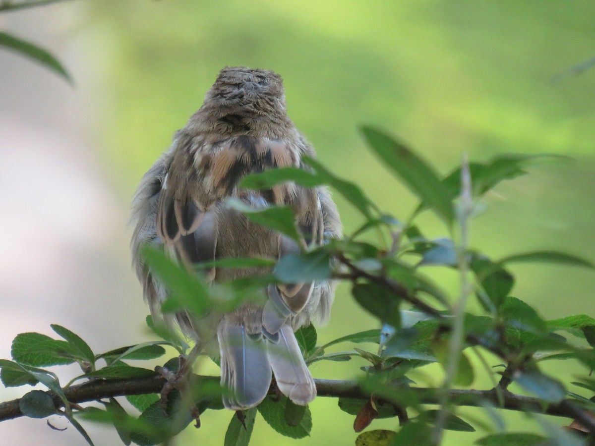 House Sparrow - ML417835781