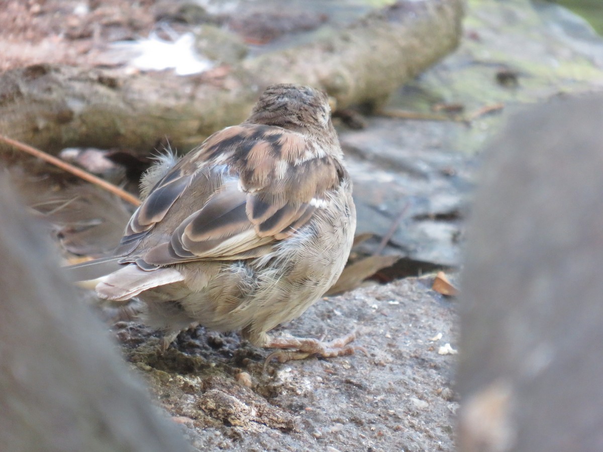 Moineau domestique - ML417835891